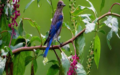 Les normes et réglementations en vigueur